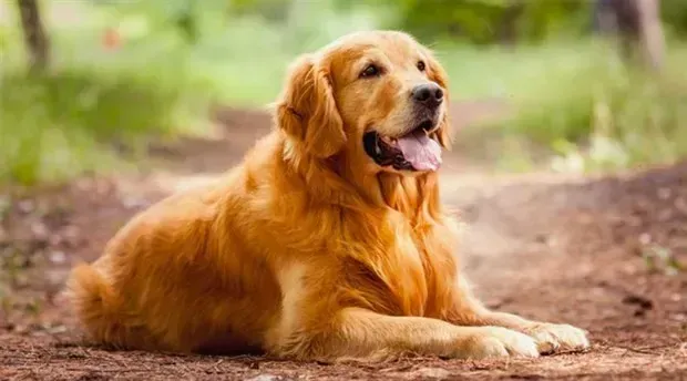 Kaçırdıkları hayvanlar için para topluyorlar!