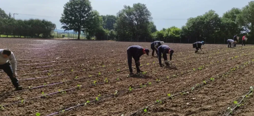 Tarımsal Üretim Bahçesi’nde yazlık sebze üretimi başladı