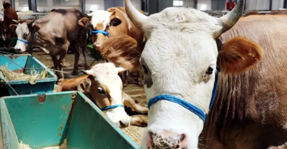 Kurban bayramı tatili kaç gün olacak?