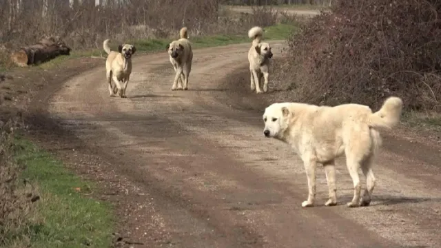 Başıboş sokak köpekleri düzenlemesi Meclis