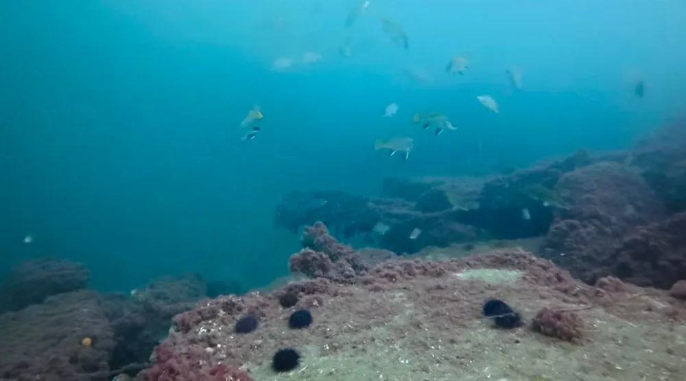 İzmit Körfezi’nde muhteşem görüntüler