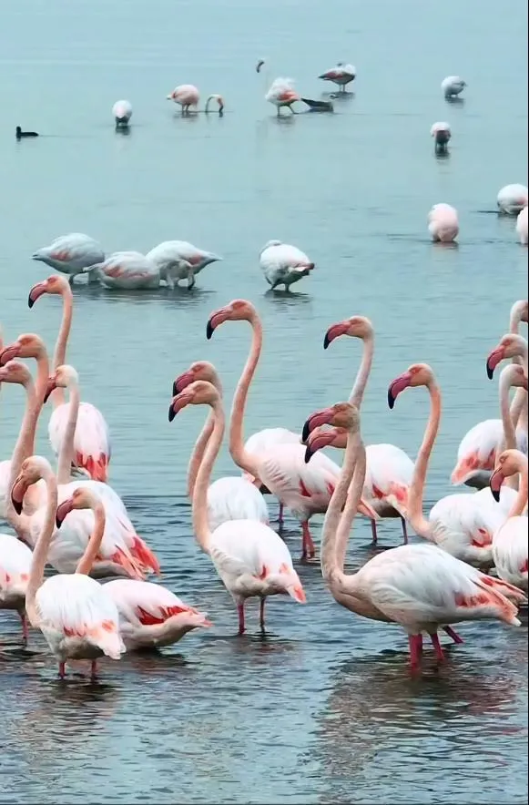İzmit Körfezi’nde pembe flamingoların dansı