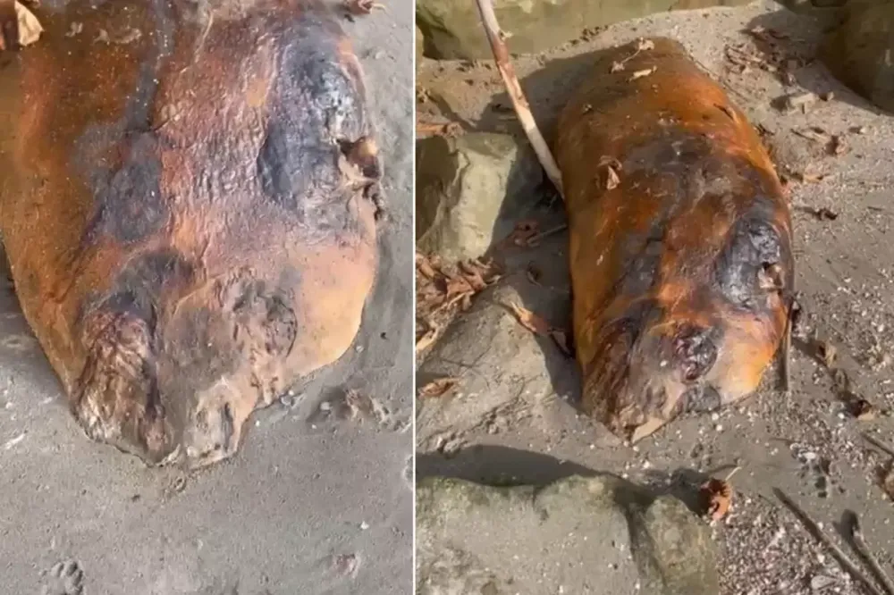 Marmara sahiline vuran gizemli canlı!