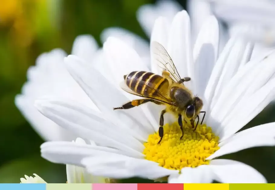 Büyükşehir’den arıcılara yüzde 50 hibeli arı yemi