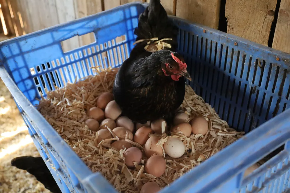 Kırsalda geçim kapısı güçleniyor, istihdam artıyor