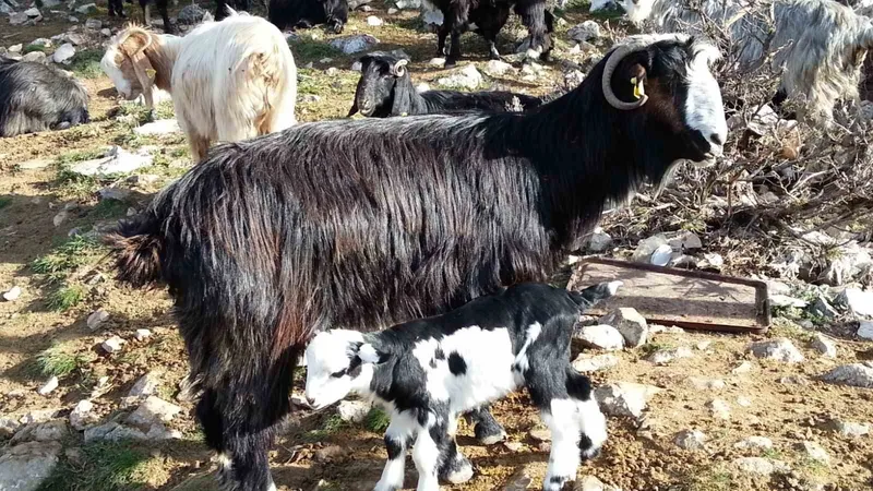 Keçiyi meraya, çobanı yaylaya döndürecek 13 öneri
