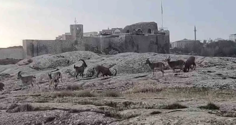 Sabah saatlerinde dağ keçileri sürü halinde ortaya çıktı
