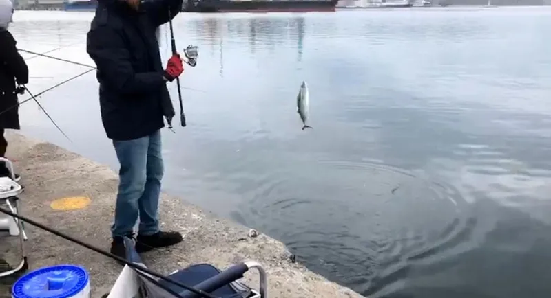 İskelede palamut bereketi
