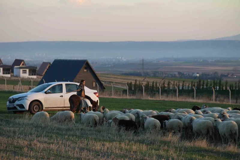 Küçük kız baba mesleği çobanlığı devam ettiriyor: Eşeğinin üzerinde koyunlarını güdüyor
