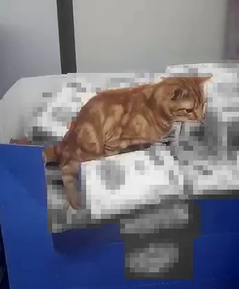 Sultangazi’de bir zincir markette mide bulandıran anlar: Kedi un paketlerinin üzerine tuvaletini yaptı
