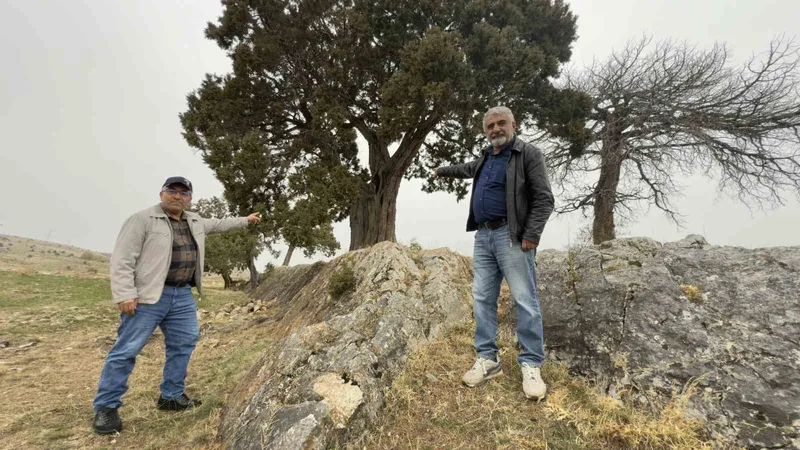 Köy halkı 508 yaşındaki ardıç ağacının tescilini istiyor
