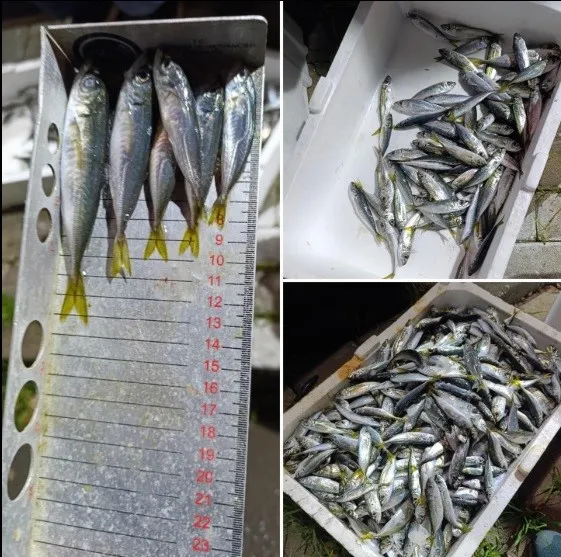 Küçük boyda avlanan balıklara el konuldu
