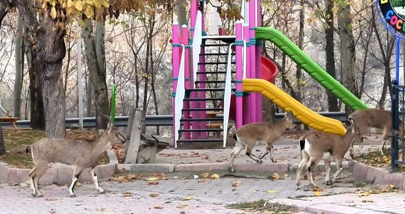 Çocuklar okula gidince, çocuk parkı yaban keçilerine kaldı
