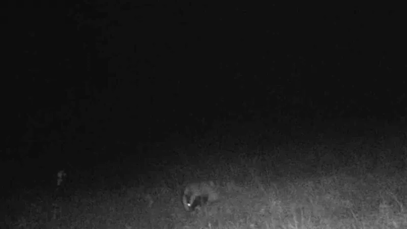 Tekirdağ’da porsuk ve kaya sansarı görüntülendi
