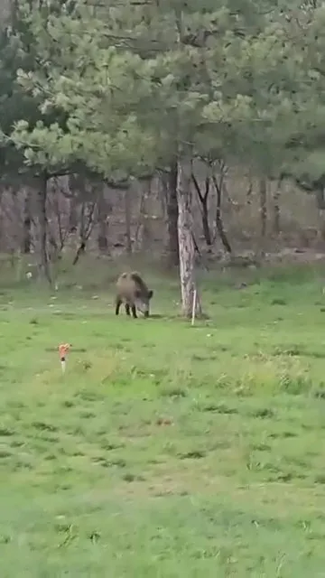Yaban domuzu da üniversiteli oldu

