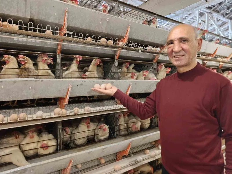 Simav’ın Kuşu beldesinde günlük 15 bin yumurta üretimi
