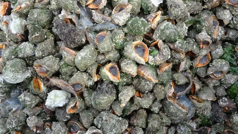 Karadeniz için en büyük iki tehdit: 