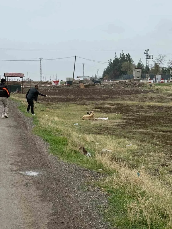 Diyarbakır’da sokak hayvanlarına kuduz aşısı uygulandı

