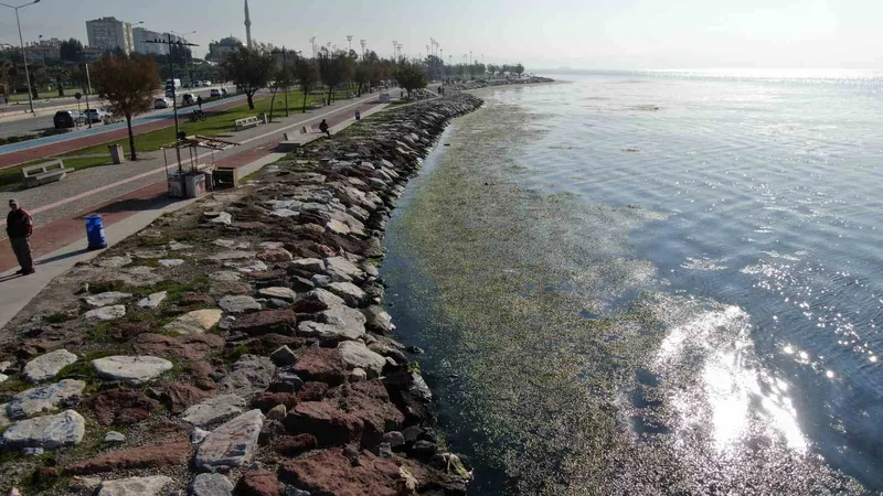 İzmir sahilinde ’yeşil’ istila
