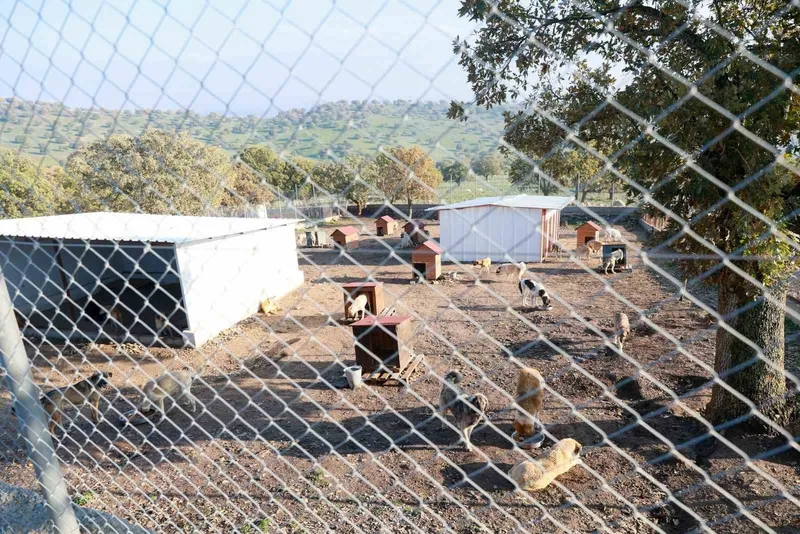 Sahiplendiği iki köpeği sokağa atan şahsa 172 bin TL ceza
