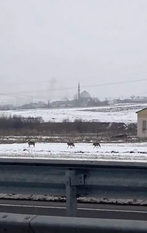 Aç kalan kurt sürüsü şehir merkezine indi
