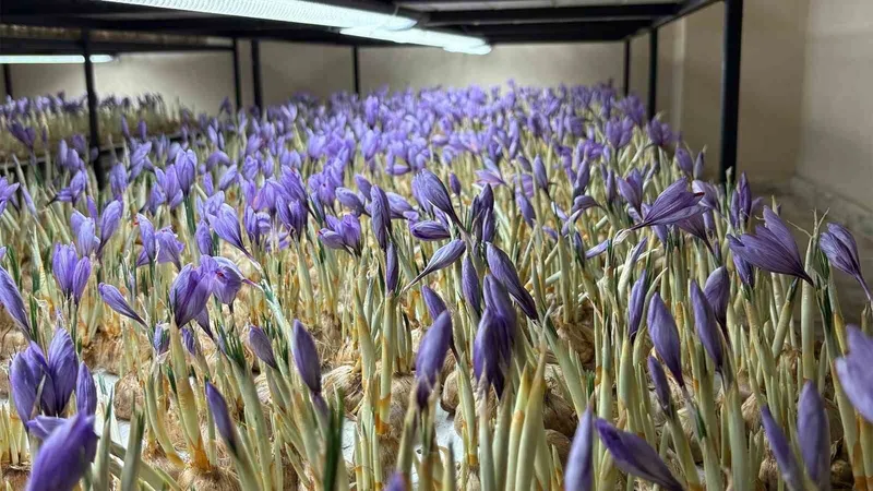 Genç yaşta mesleğini bıraktı, 50 metrekare odada gramı 600 liralık safran üretmeye başladı
