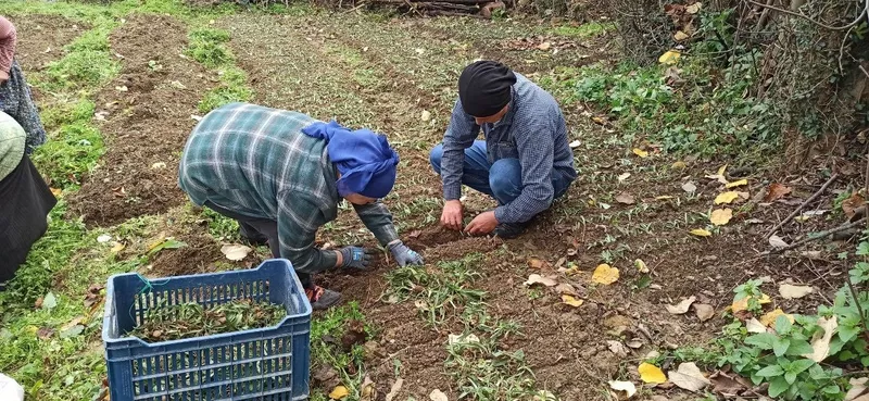 Devrek’te salep fidelerinin dikimine başlandı
