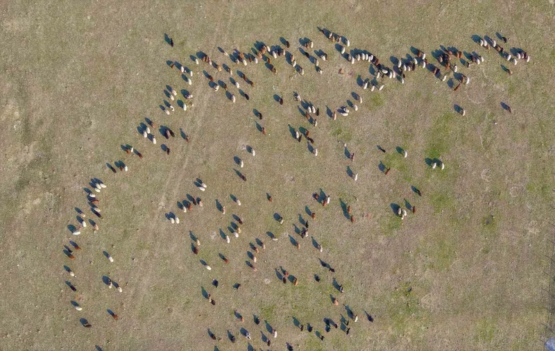 Muş’ta kar yağmayınca yem giderleri azaldı
