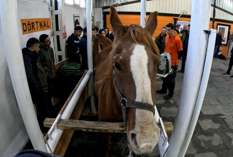 Eskişehir’de ’Kısraklarda Suni Tohumlama Eğitimi’ başarıyla tamamlandı
