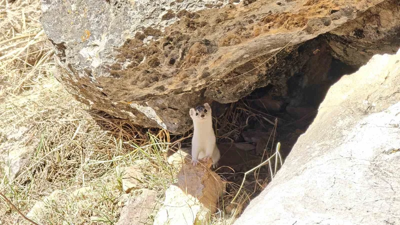 Hakkarili dağcılar nesli tükenen gelincik görüntüledi
