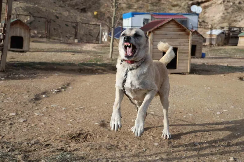 Kangallar kış modunu açtı, kar yağışını beklemeye başladı
