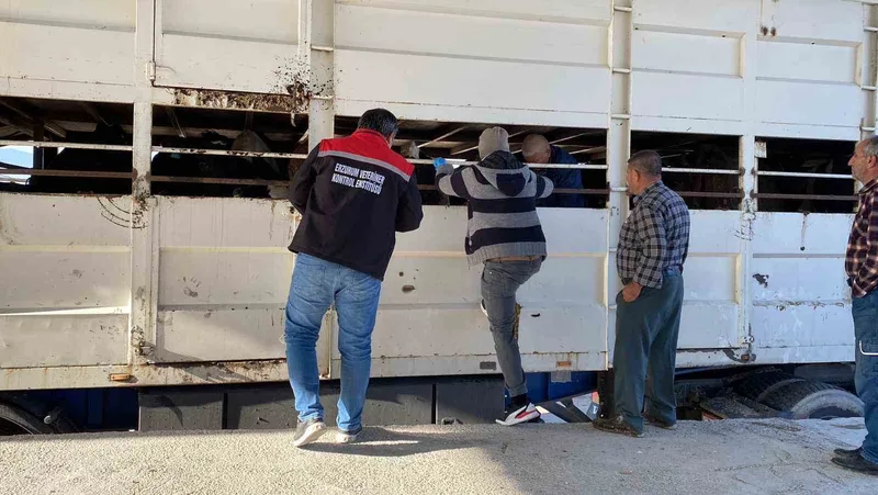 Burdur’da şap karantinasındaki küpesiz hayvan taşıyan besiciye 170 bin lira ceza
