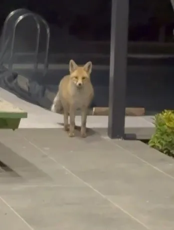 Tilki evin bahçesine girip kedi mamalarını yedi
