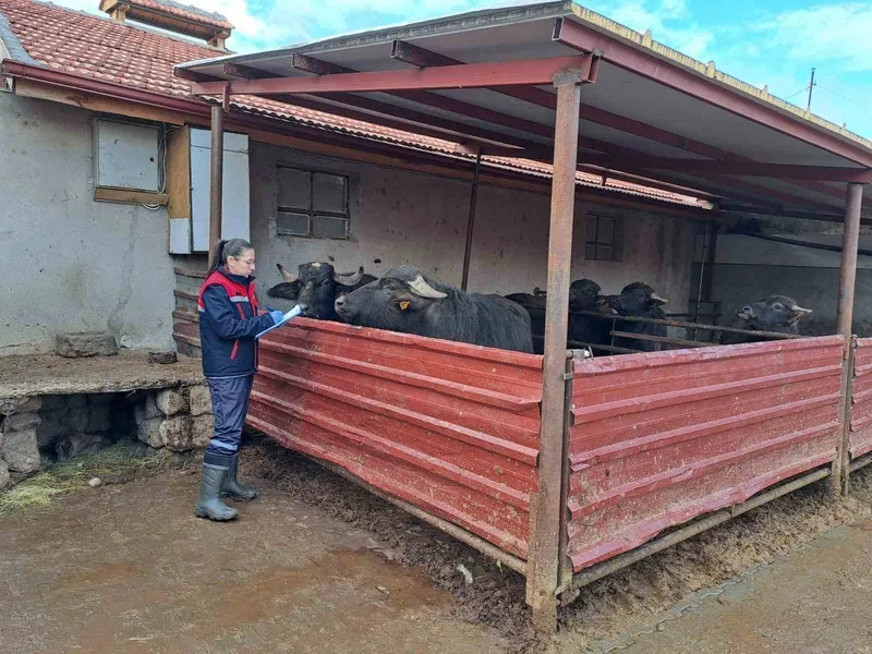 ’Halk Elinde Anadolu Mandasının Islahı Projesi’ devam ediyor
