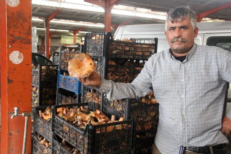 Bayramiç’te kanlıca mantarı köylünün gelir kapısı oldu
