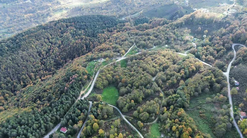 Düzce ormanlarında 