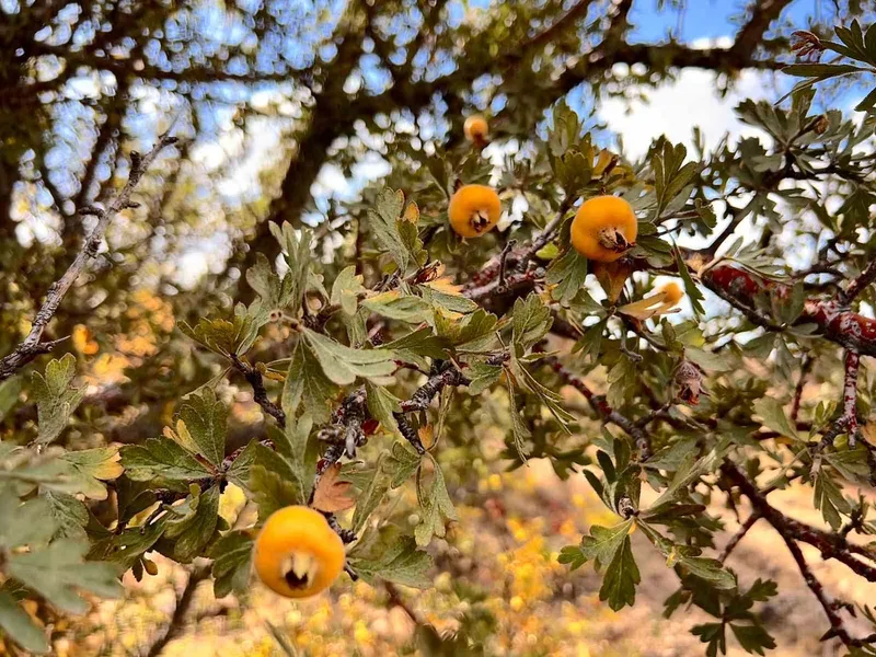 Alıç meyvesine vatandaşlar ilgi gösteriyor
