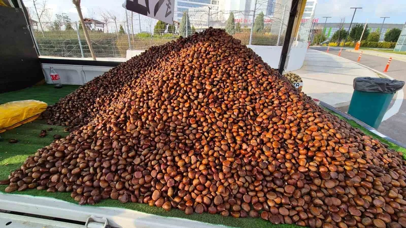 Kestane sezonu açıldı: Kilosu 175 lira

