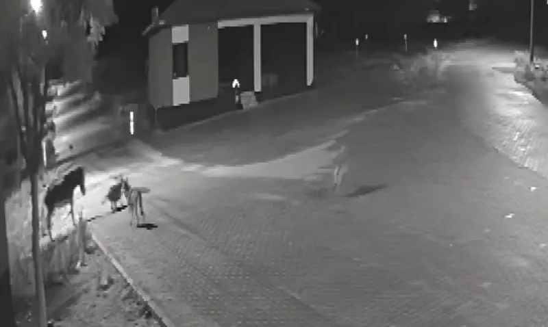 Aç kalan kurtlar mahalleye inerek eşeğe saldırdı
