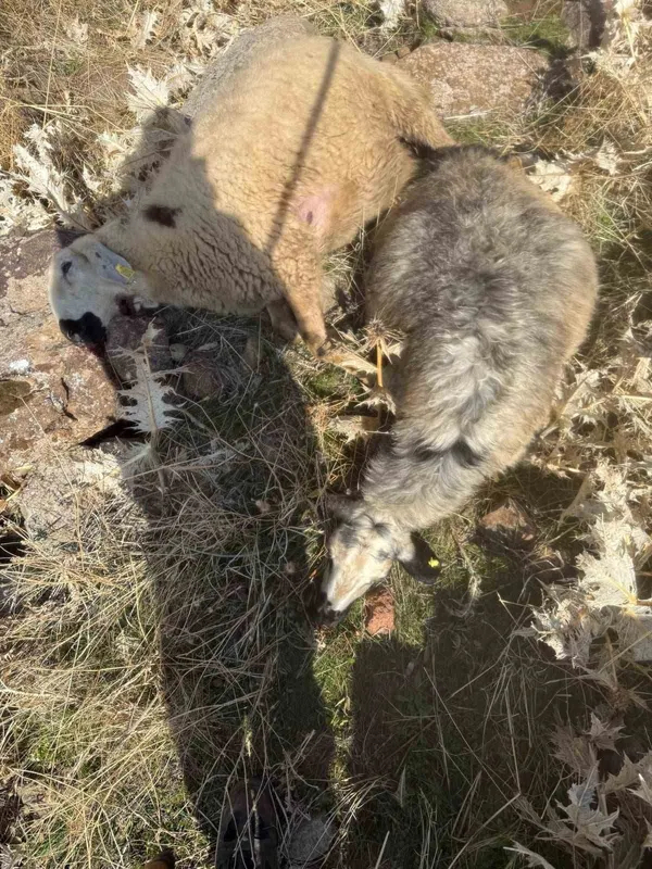 Sürüden ayrılan koyunları kurt kaptı: 28 koyun telef oldu
