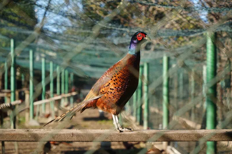 Kahverengi kokarca savaşçıları: 2025’te 3 bin sülün doğaya salındı
