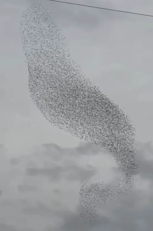 Karapınar’da sığırcık kuşları görsel şölen oluşturdu
