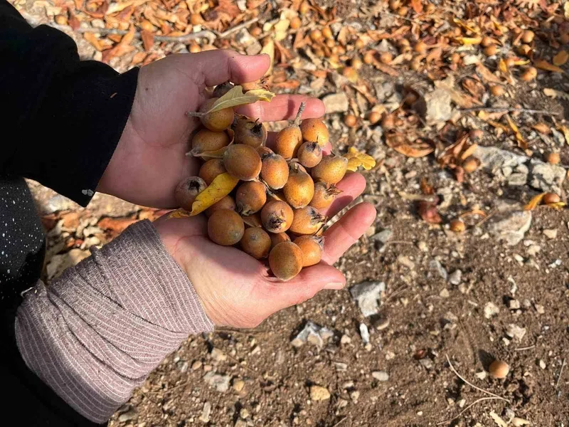 Toros Dağları’nda  gizemli hayırseverin 30 yıl önce aşıladığı meyveler bölge halkına gelir oldu
