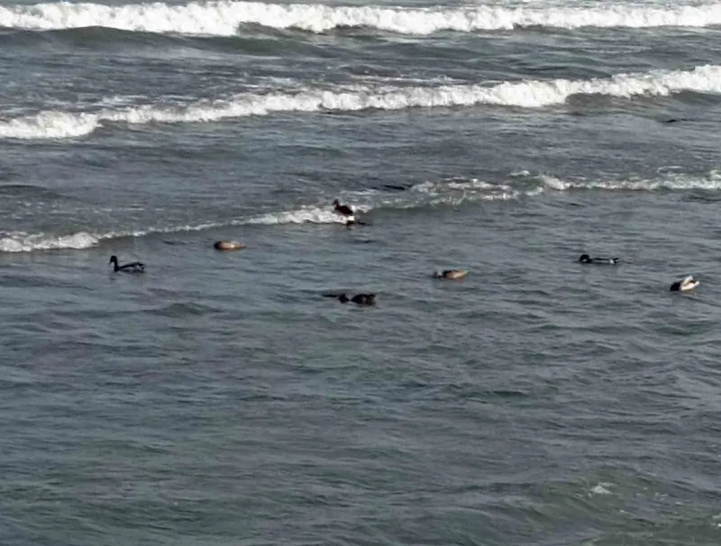 Ordu’da yaban ördekleri şöleni: 11 kuşluk sürü görüntülendi
