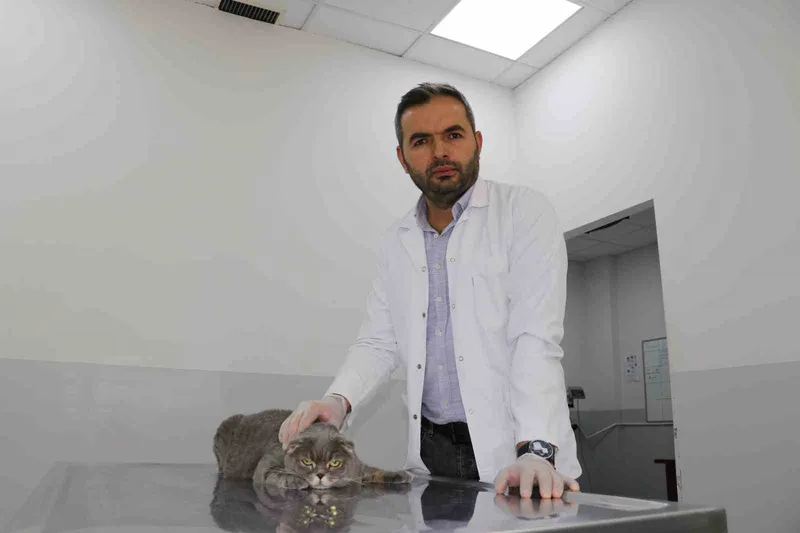 Ekmek kavgası bitti, kedi ve köpekler dost oldu
