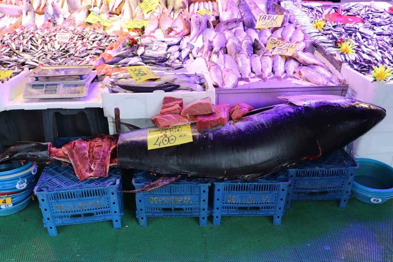 280 kiloluk orkinos vatandaşları hayrete düşürüyor
