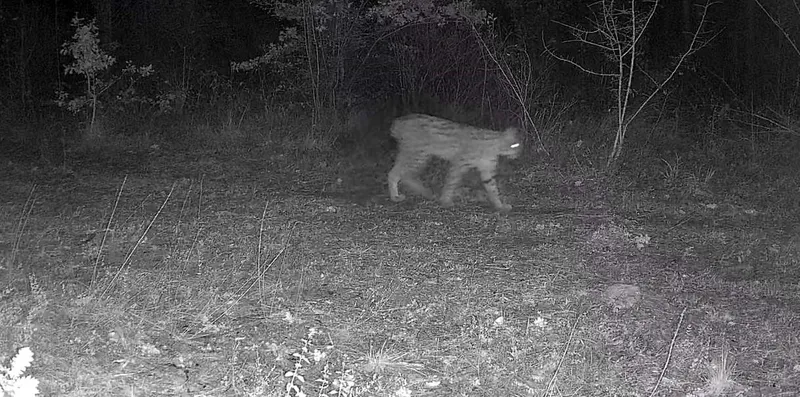 Karabük’te vaşak ve yavrusu ile kurt, fotokapana yansıdı
