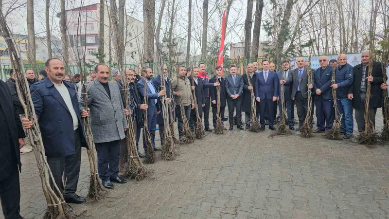 Adilcevaz’da 12 bin aşılı ceviz fidanı dağıtıldı
