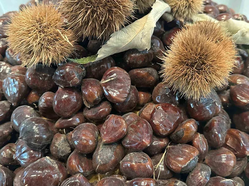 Bursa kestanesinin geleceği konuşuldu
