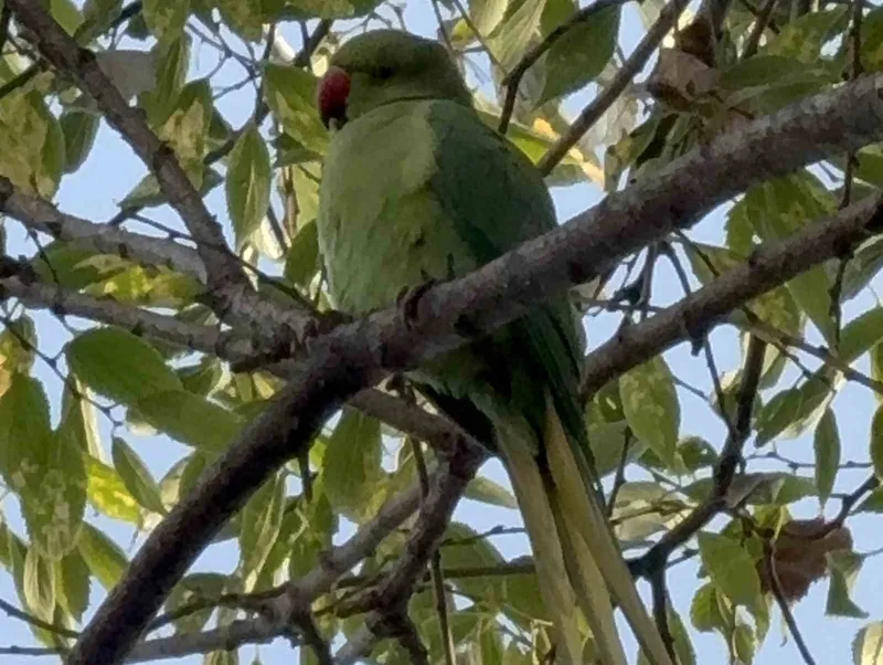 Pakistan papağanları adliye bahçesini mesken tuttu
